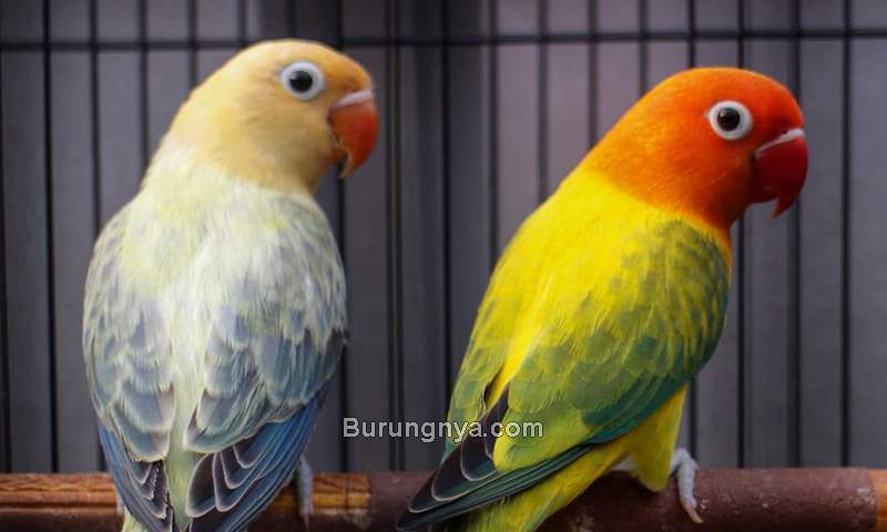 Detail Jenis Lovebird Beserta Gambar Nomer 2