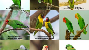 Detail Jenis Lovebird Beserta Gambar Nomer 31