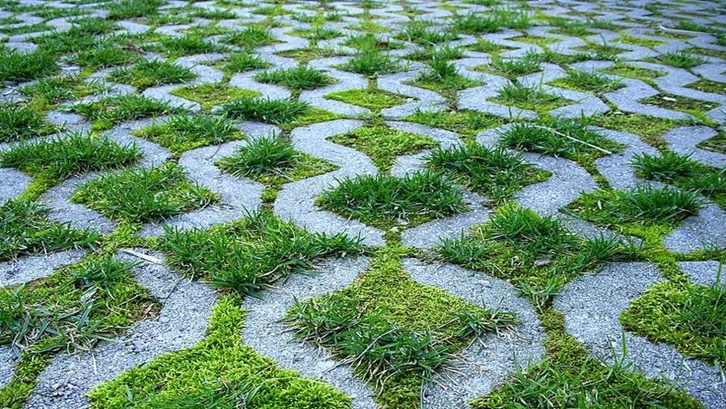 Detail Jenis Rumput Untuk Grass Block Nomer 2