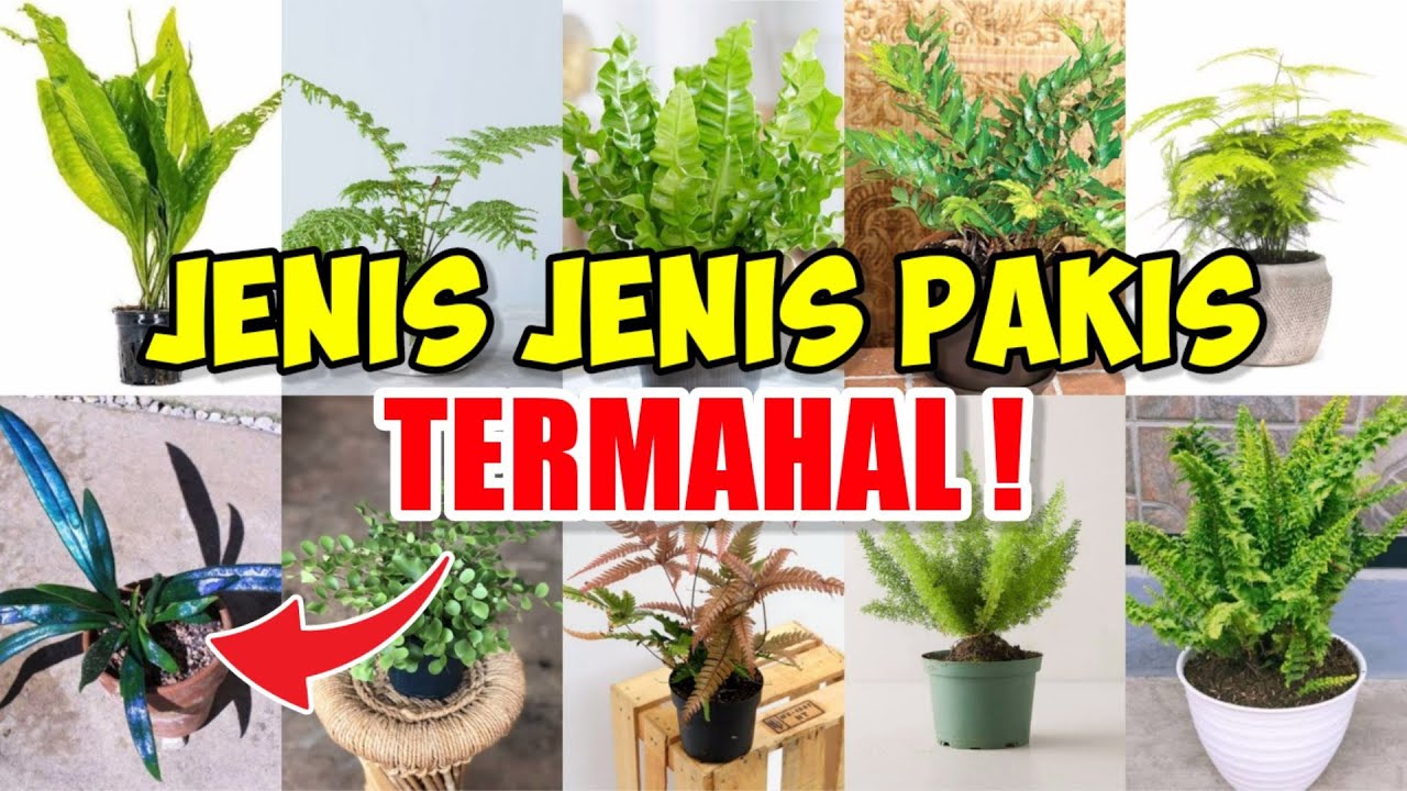 Detail Jenis Tanaman Pakis Nomer 21