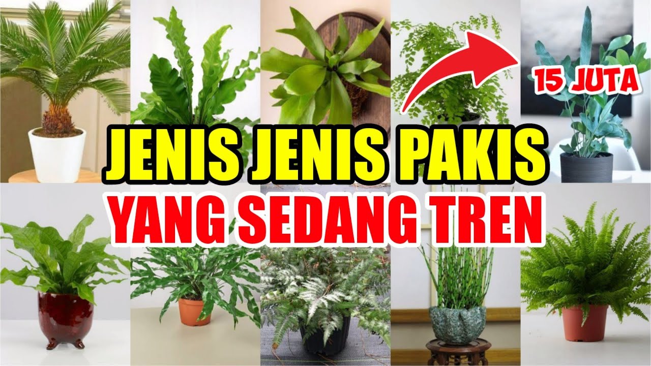 Detail Jenis Tanaman Pakis Nomer 50