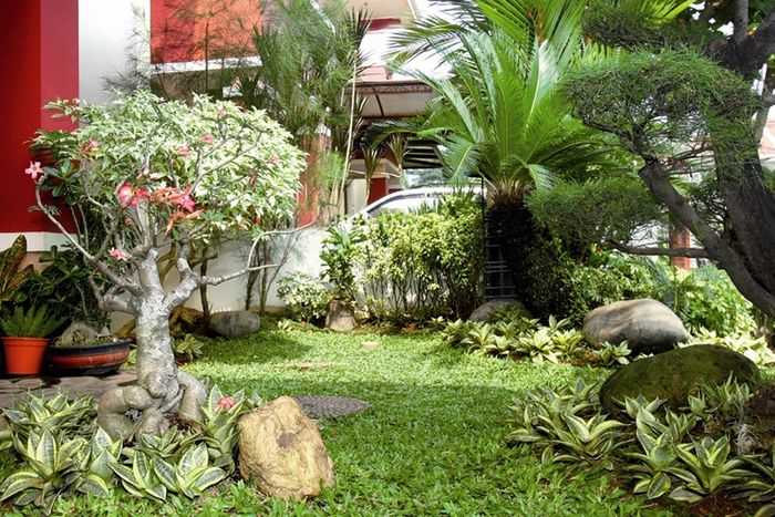 Detail Jenis Tanaman Tropis Untuk Taman Nomer 23