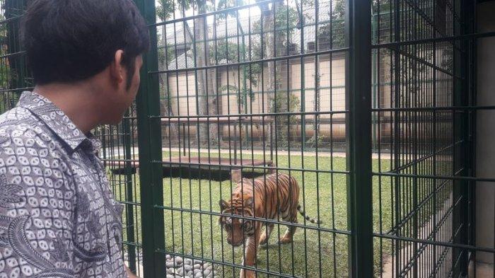 Detail Jual Beli Anak Harimau Putih Nomer 21