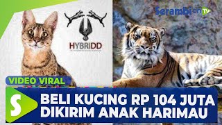 Detail Jual Beli Anak Harimau Putih Nomer 52