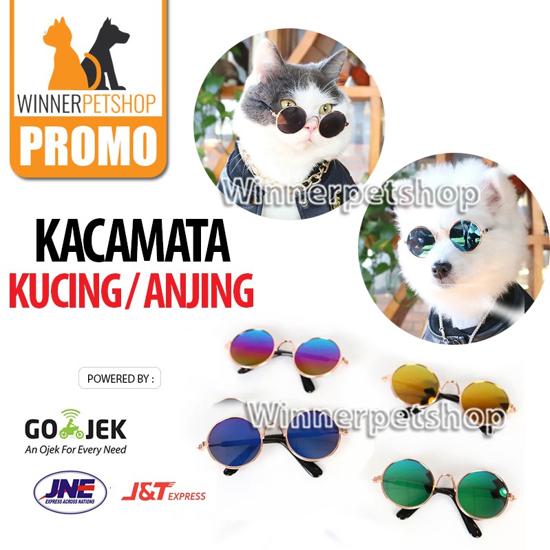 Detail Kacamata Untuk Kucing Nomer 31