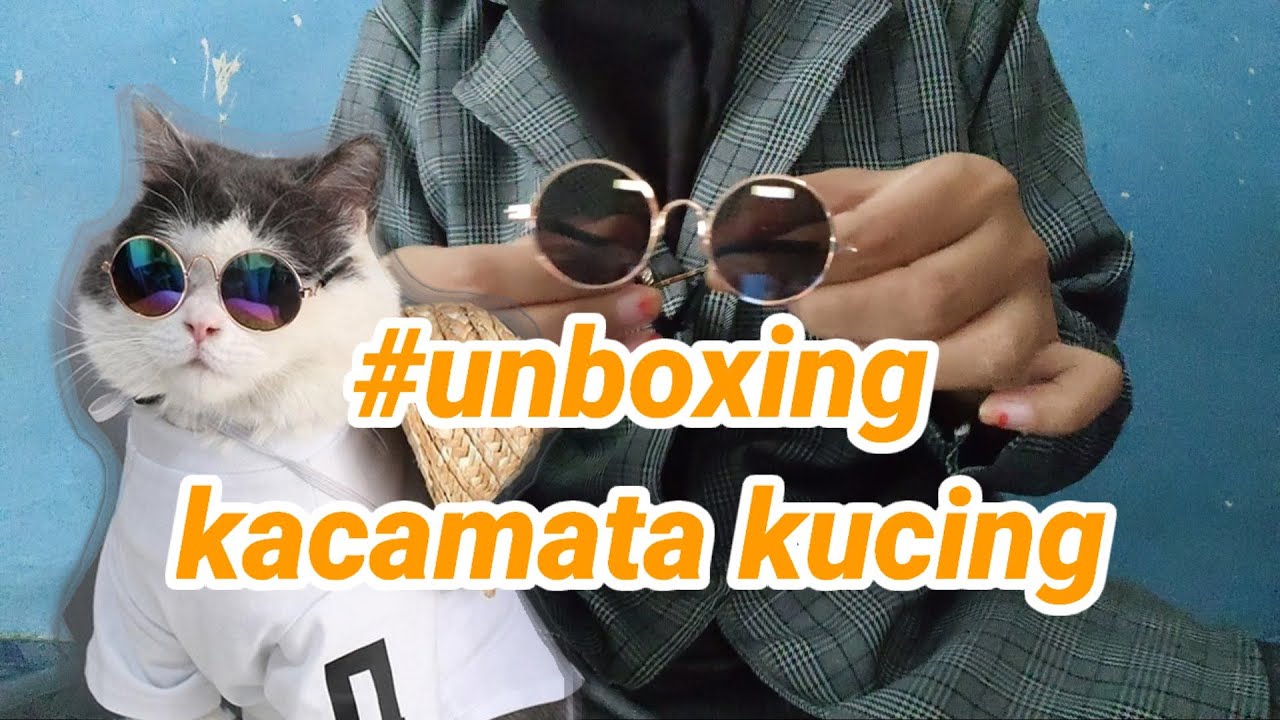 Detail Kacamata Untuk Kucing Nomer 50