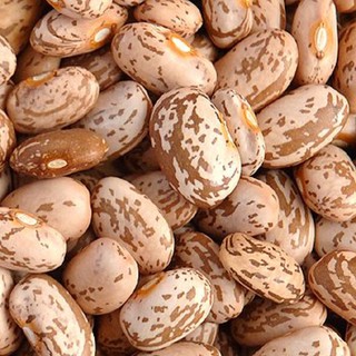 Detail Kacang Pinto Adalah Nomer 14