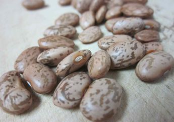 Detail Kacang Pinto Adalah Nomer 9