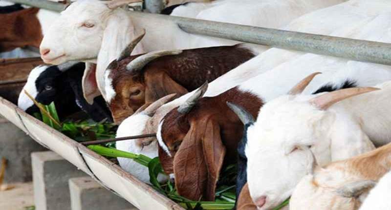 Detail Kambing Makan Apa Nomer 12