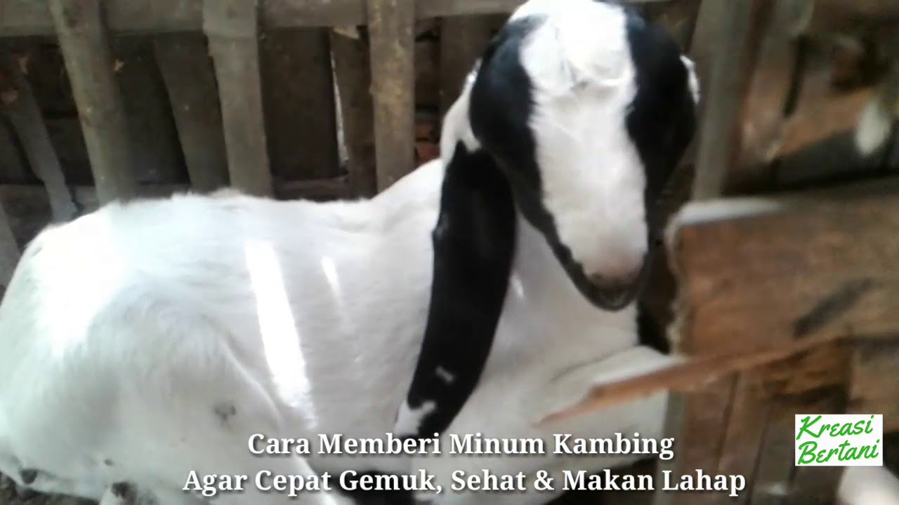 Detail Kambing Makan Apa Nomer 21