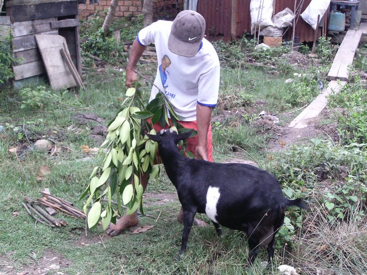 Detail Kambing Makan Apa Nomer 4