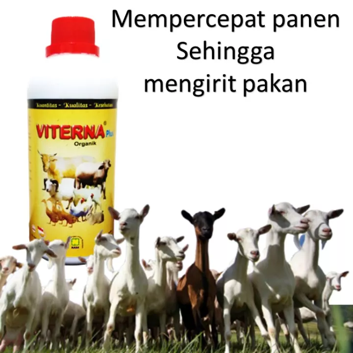 Detail Kambing Makan Apa Nomer 30