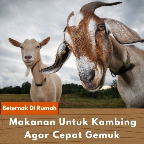 Detail Kambing Makan Apa Nomer 32