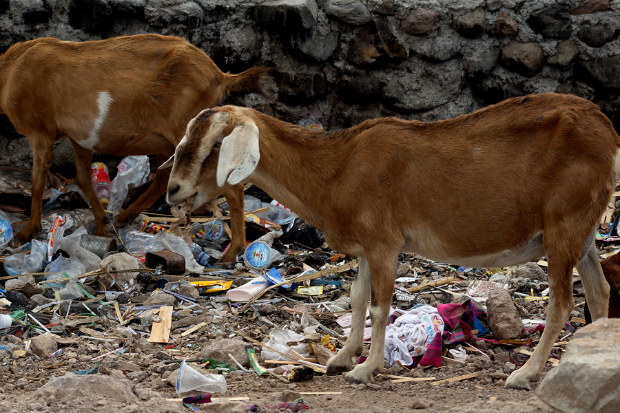 Detail Kambing Makan Apa Nomer 33