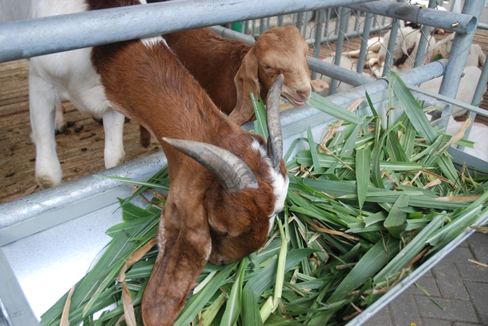 Detail Kambing Makan Apa Nomer 5