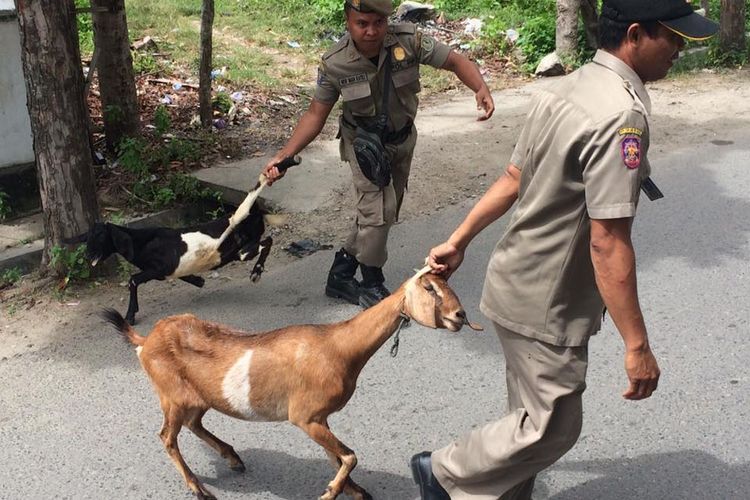 Detail Kambing Makan Apa Nomer 37