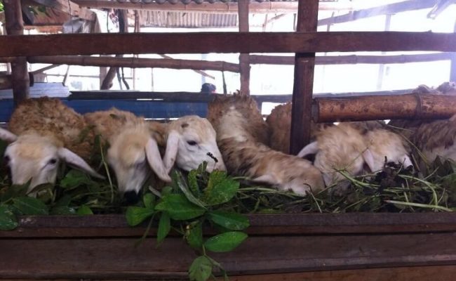 Detail Kambing Makan Apa Nomer 42