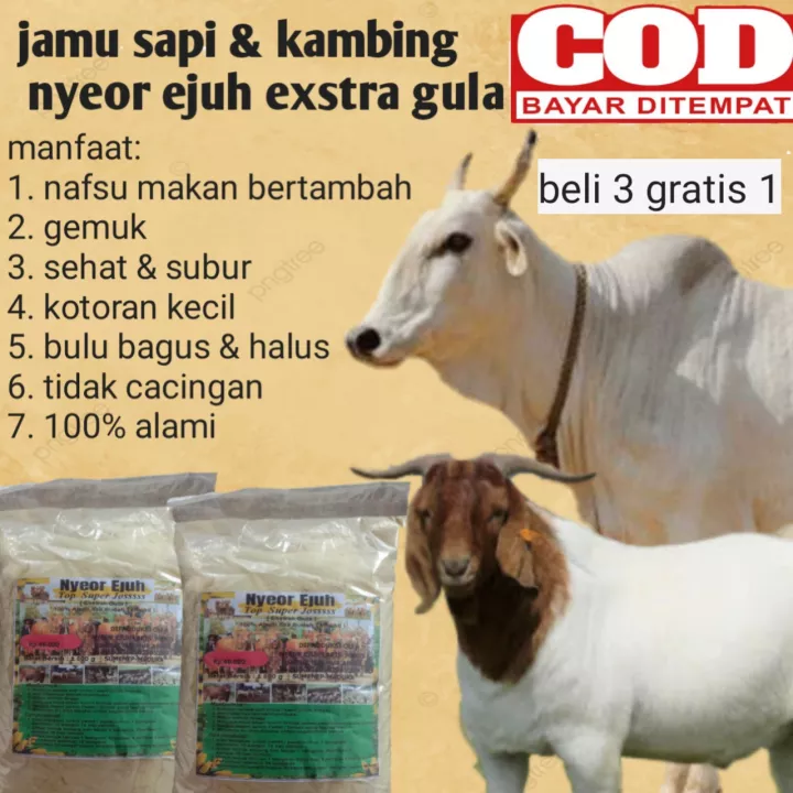 Detail Kambing Makan Apa Nomer 45