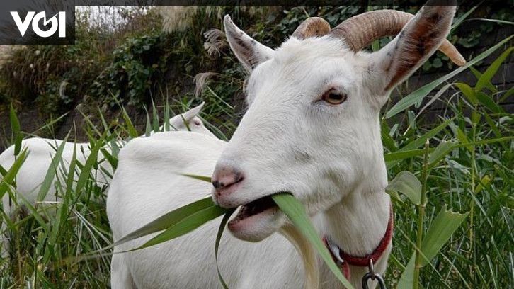 Detail Kambing Makan Apa Nomer 10