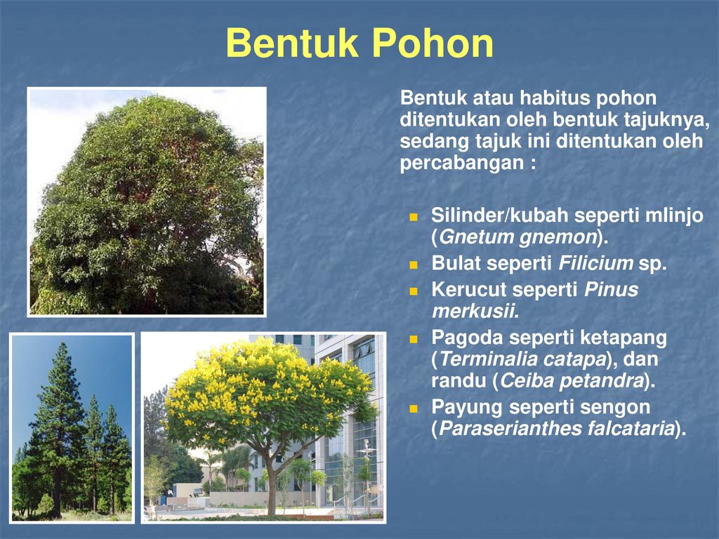 Detail Kanopi Pohon Adalah Nomer 12