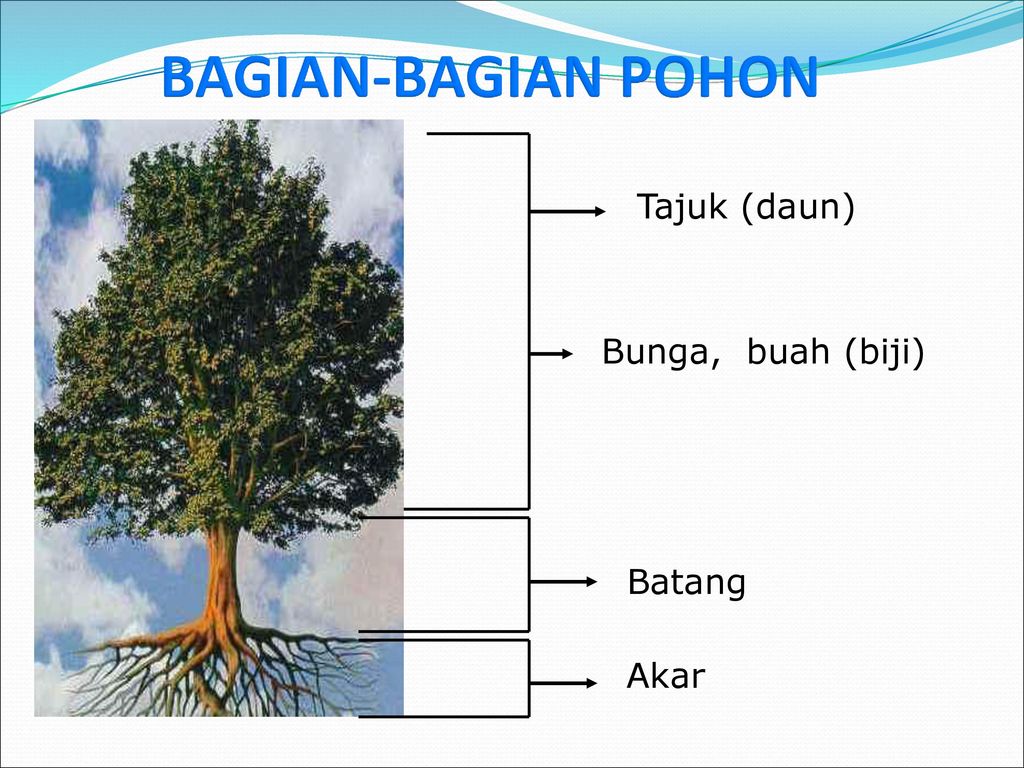 Detail Kanopi Pohon Adalah Nomer 21