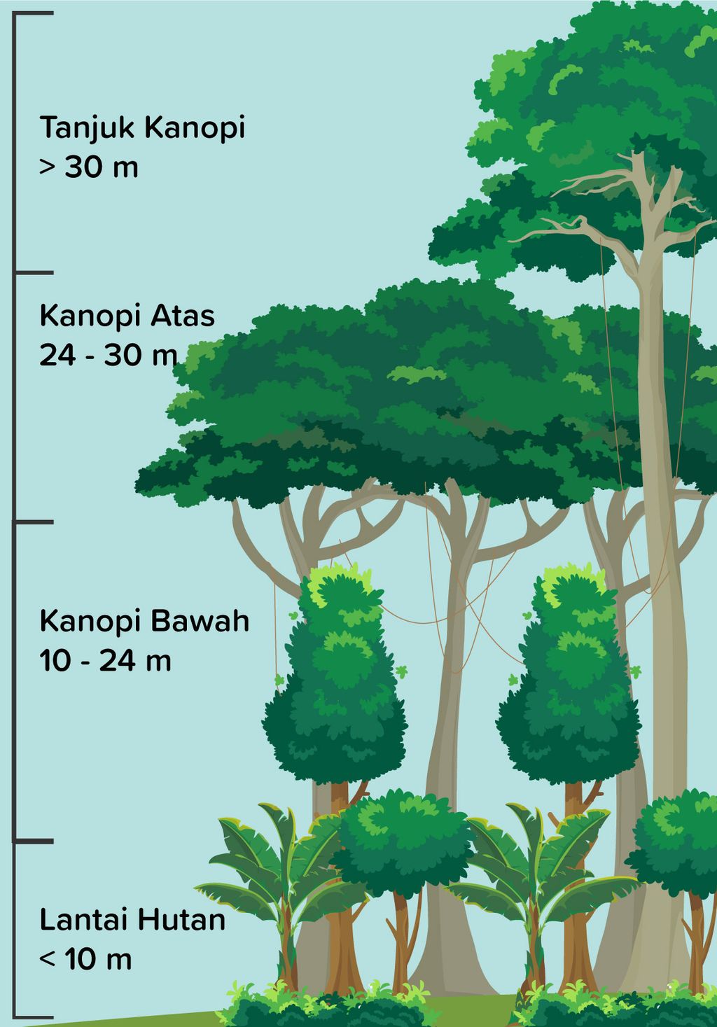 Detail Kanopi Pohon Adalah Nomer 7