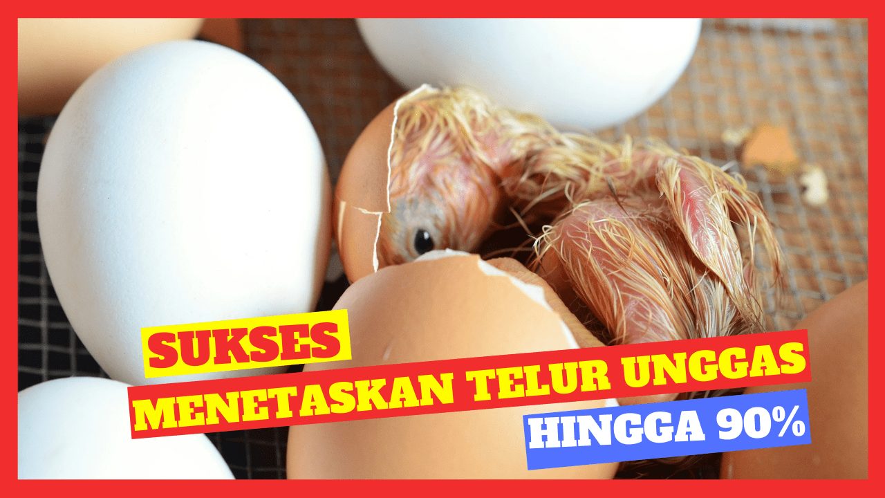 Kapan Telur Ayam Menetas - KibrisPDR