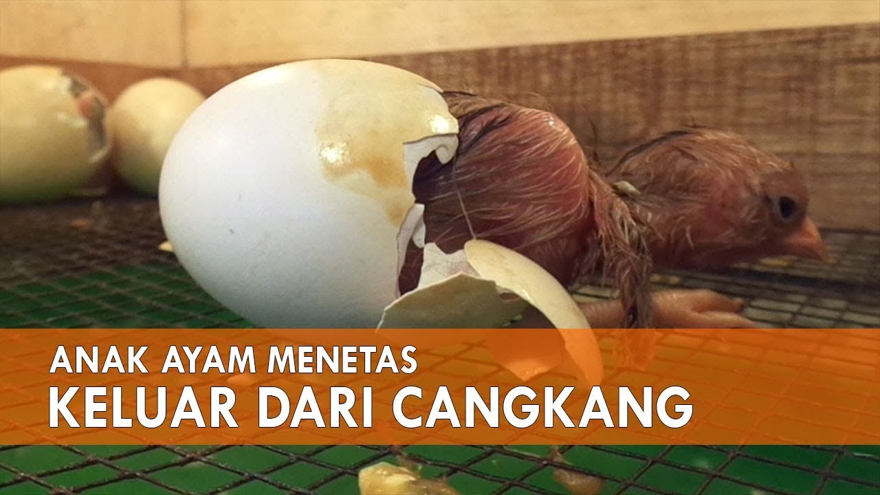 Detail Kapan Telur Ayam Menetas Nomer 11