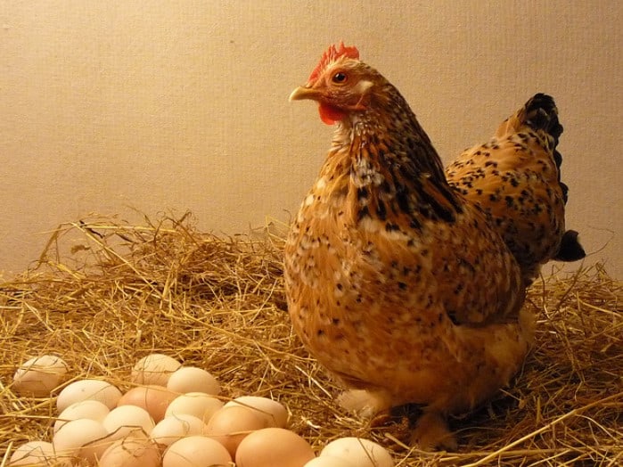 Detail Kapan Telur Ayam Menetas Nomer 20