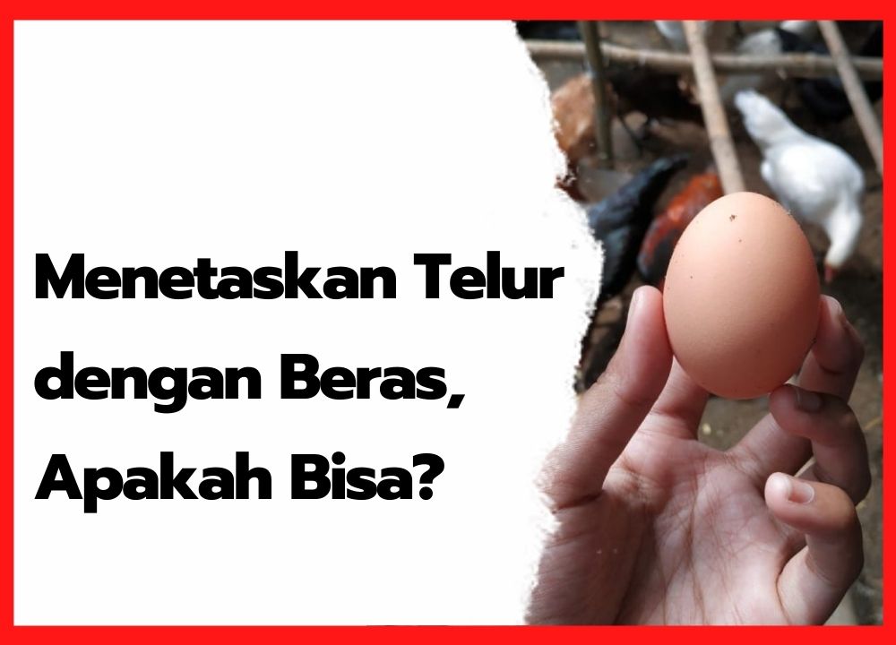 Detail Kapan Telur Ayam Menetas Nomer 30