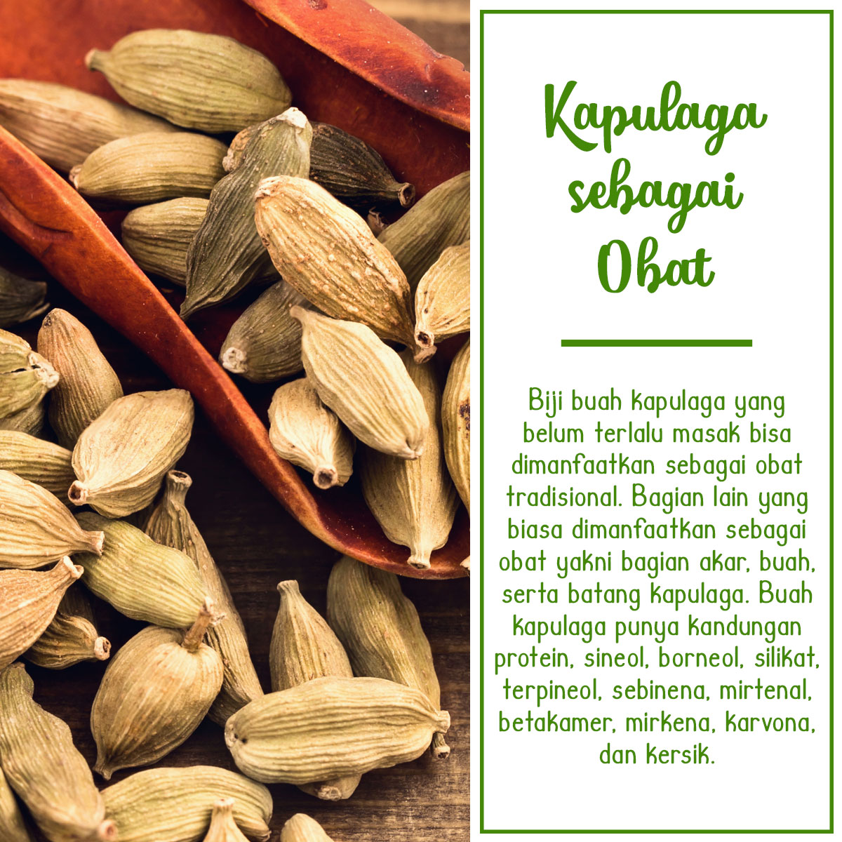 Detail Kapulaga Untuk Masak Apa Nomer 47