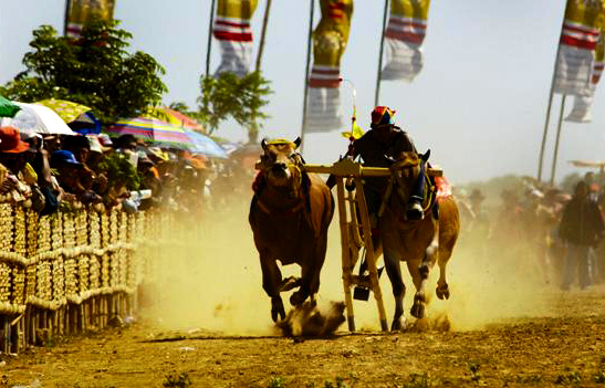 Detail Karapan Sapi Merupakan Kesenian Tradisional Dari Daerah Gambar Nya Nomer 7