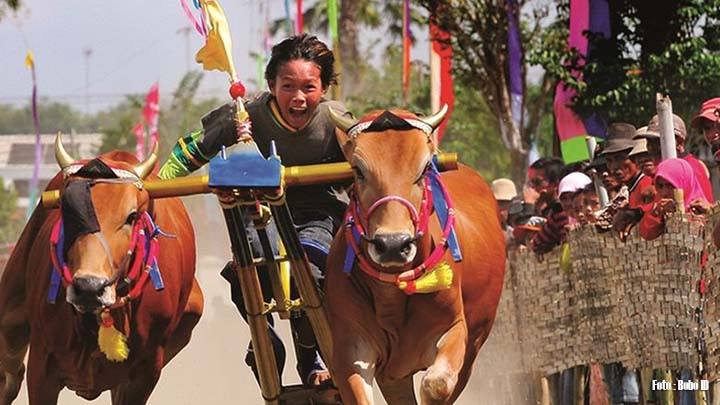 Detail Karapan Sapi Merupakan Kesenian Tradisional Dari Daerah Gambar Nya Nomer 9