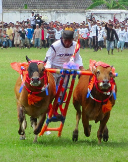 Detail Karapan Sapi Merupakan Kesenian Tradisional Dari Daerah Gambar Nya Nomer 10