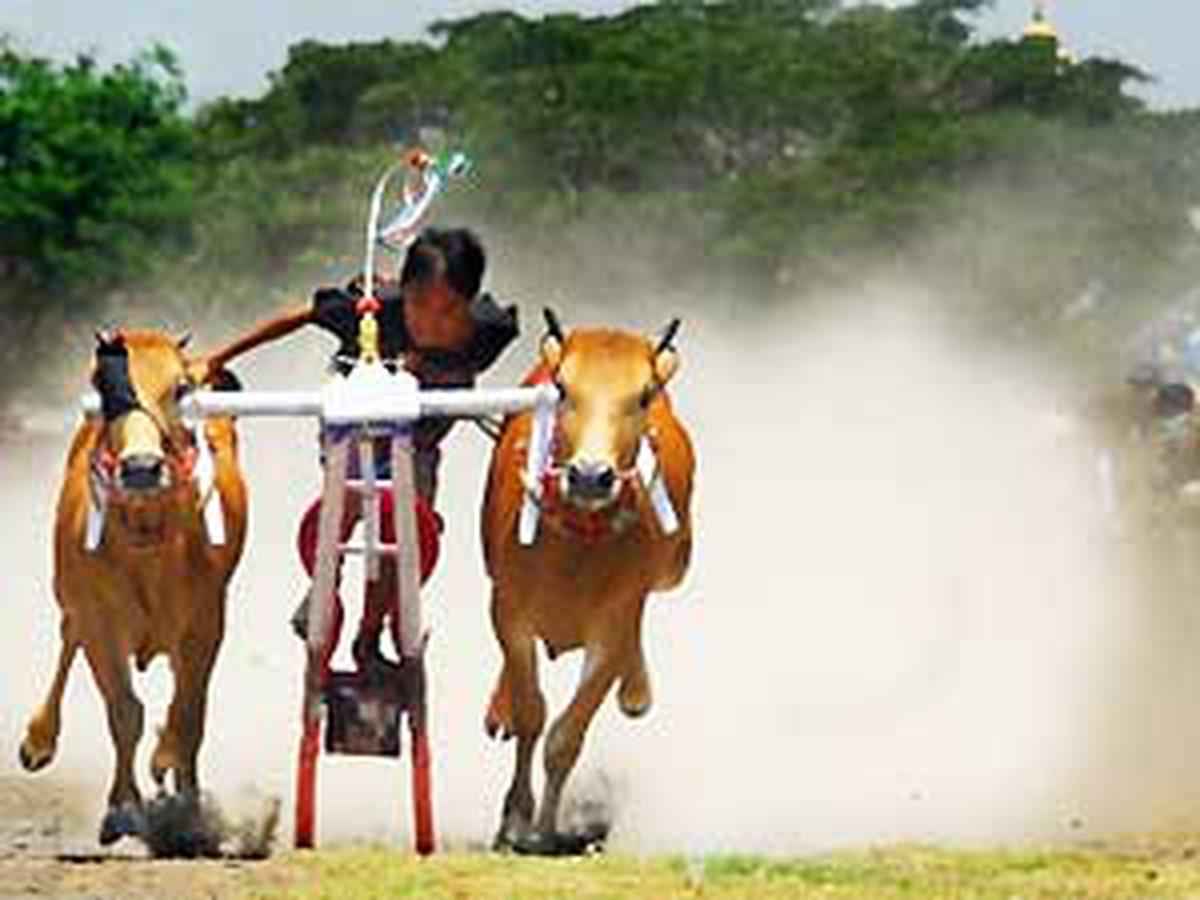 Detail Karapan Sapi Merupakan Kesenian Tradisional Dari Daerah Gambar Nya Nomer 11