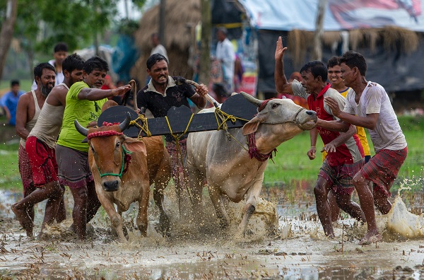 Detail Karapan Sapi Merupakan Kesenian Tradisional Dari Daerah Gambar Nya Nomer 14