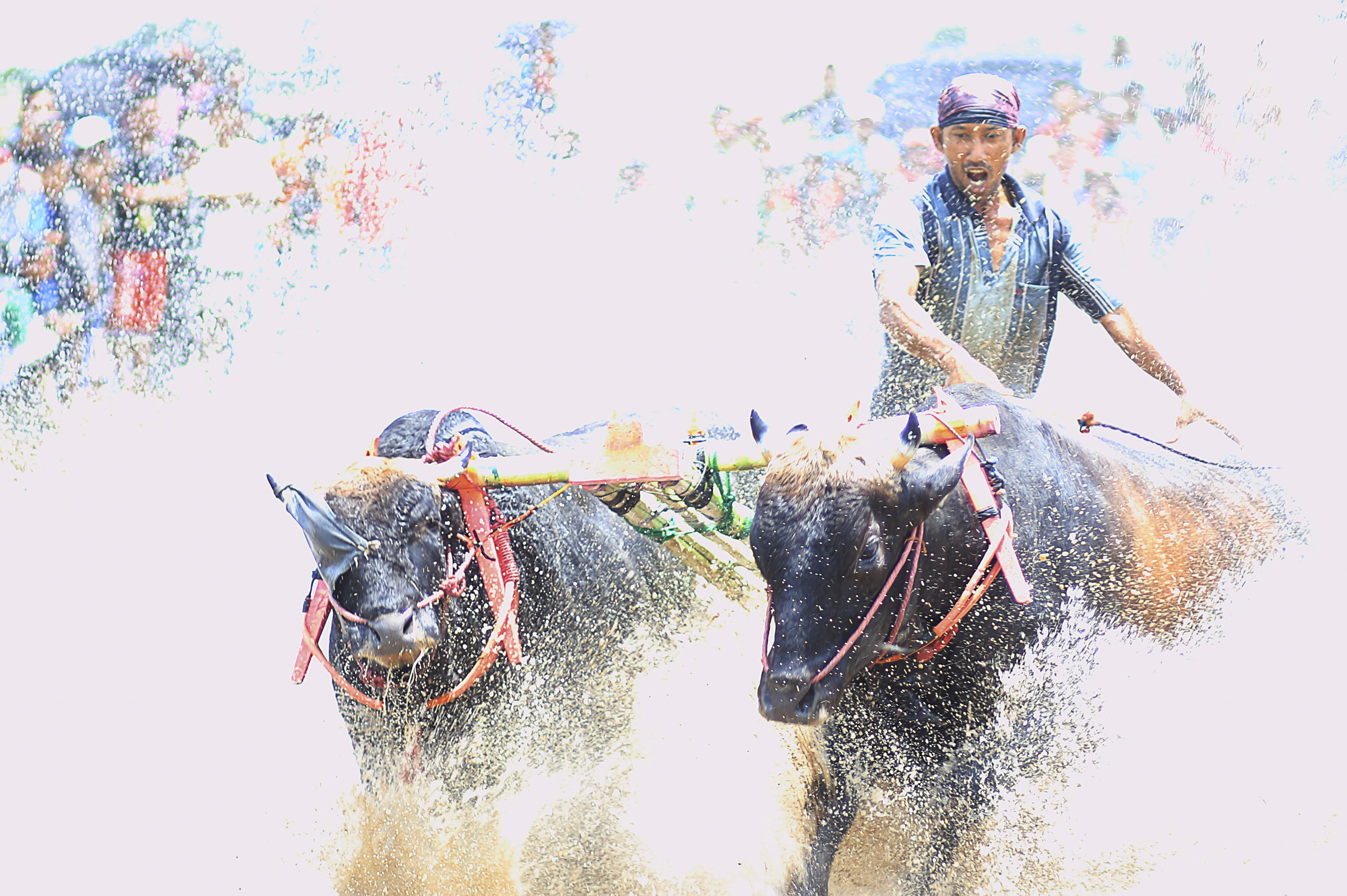 Detail Karapan Sapi Merupakan Kesenian Tradisional Dari Daerah Gambar Nya Nomer 16