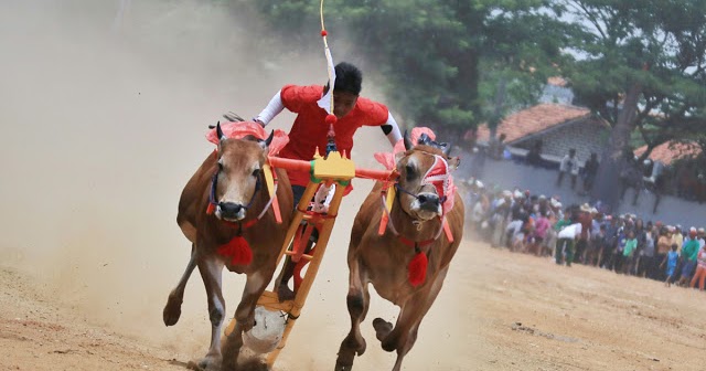 Detail Karapan Sapi Merupakan Kesenian Tradisional Dari Daerah Gambar Nya Nomer 19