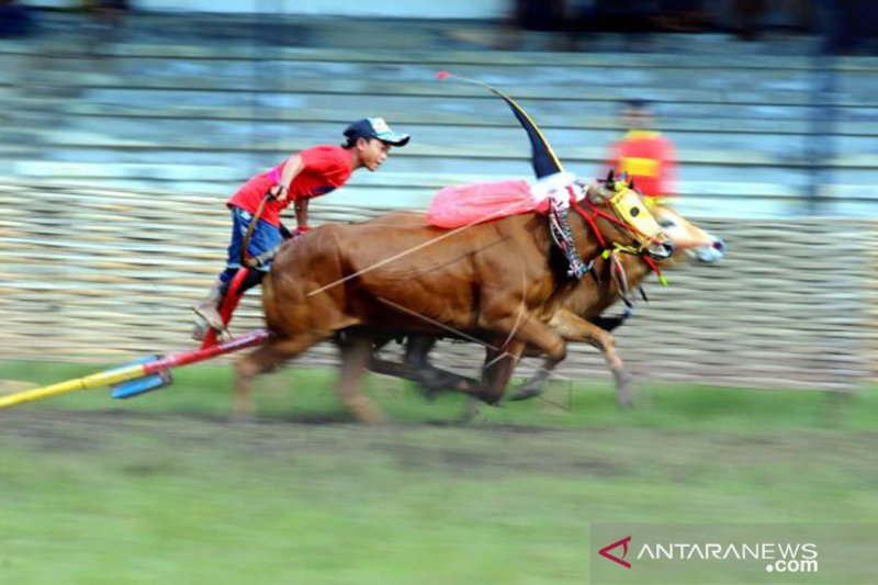 Detail Karapan Sapi Merupakan Kesenian Tradisional Dari Daerah Gambar Nya Nomer 20