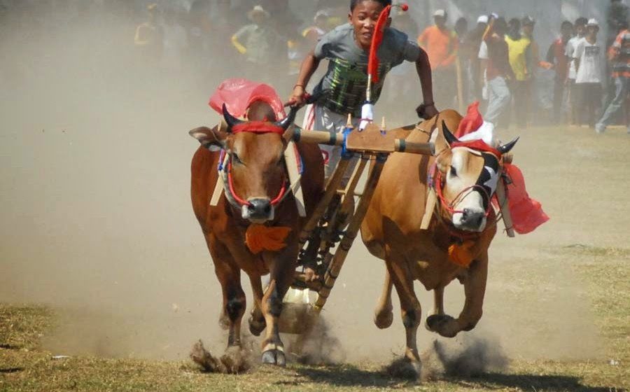 Detail Karapan Sapi Merupakan Kesenian Tradisional Dari Daerah Gambar Nya Nomer 22