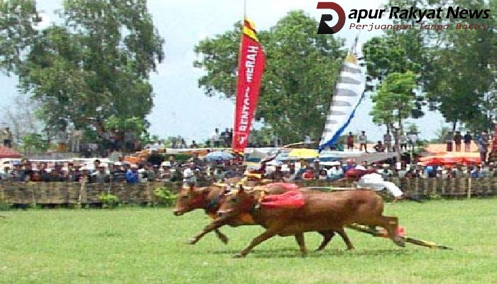 Detail Karapan Sapi Merupakan Kesenian Tradisional Dari Daerah Gambar Nya Nomer 30