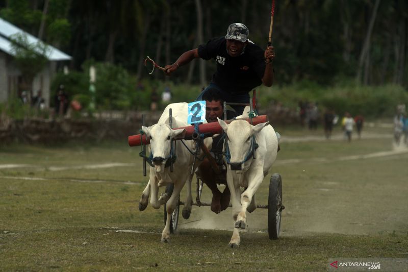 Detail Karapan Sapi Merupakan Kesenian Tradisional Dari Daerah Gambar Nya Nomer 34