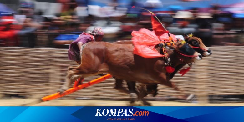 Detail Karapan Sapi Merupakan Kesenian Tradisional Dari Daerah Gambar Nya Nomer 36