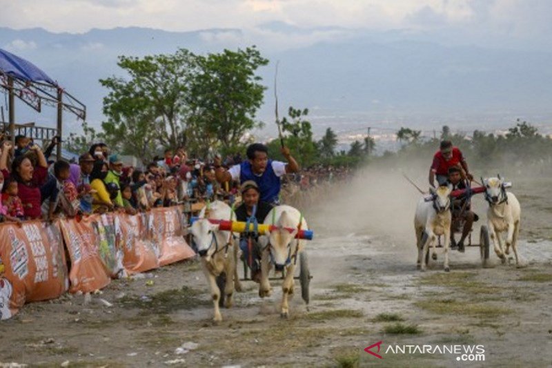 Detail Karapan Sapi Merupakan Kesenian Tradisional Dari Daerah Gambar Nya Nomer 37