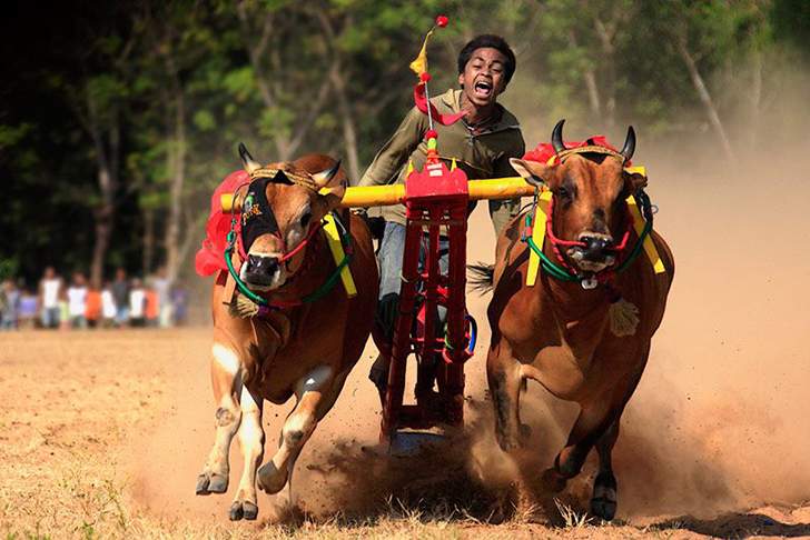 Detail Karapan Sapi Merupakan Kesenian Tradisional Dari Daerah Gambar Nya Nomer 2