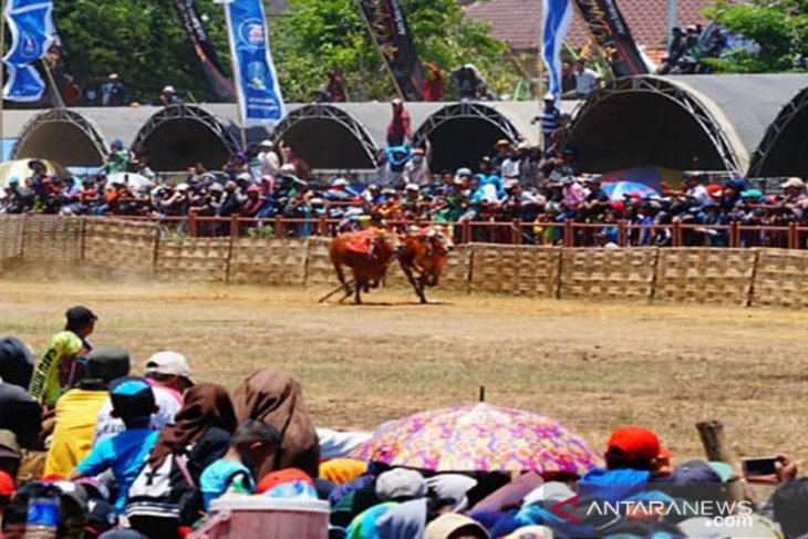 Detail Karapan Sapi Merupakan Kesenian Tradisional Dari Daerah Gambar Nya Nomer 39