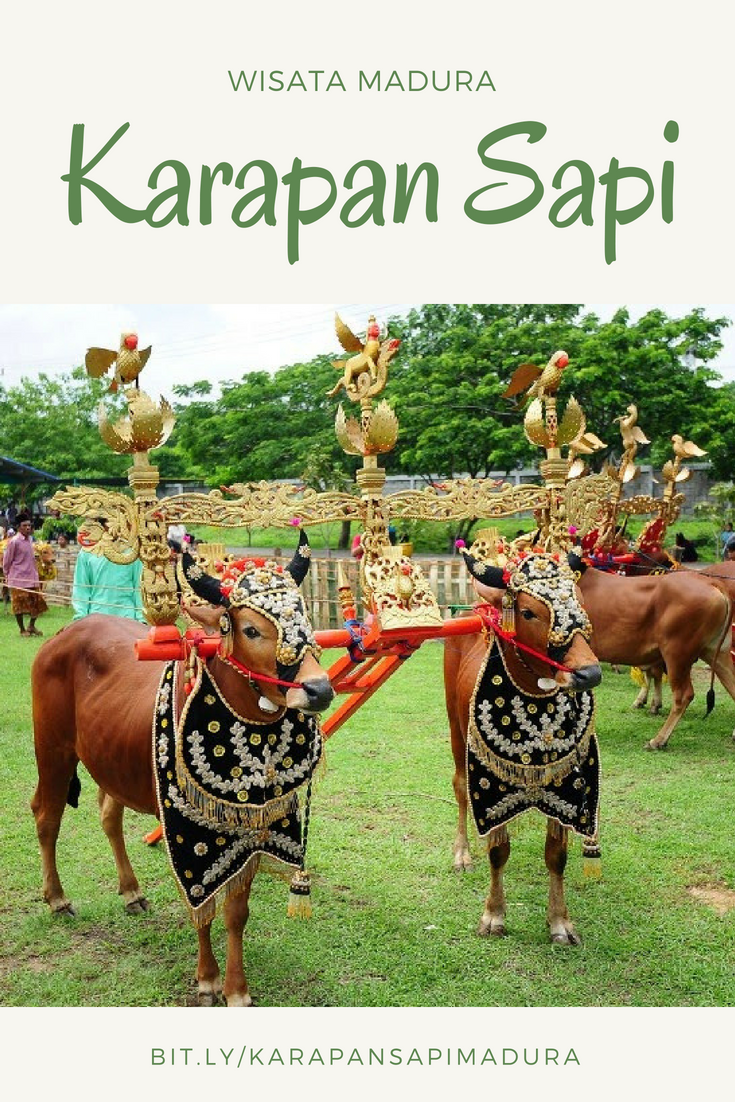 Detail Karapan Sapi Png Nomer 31