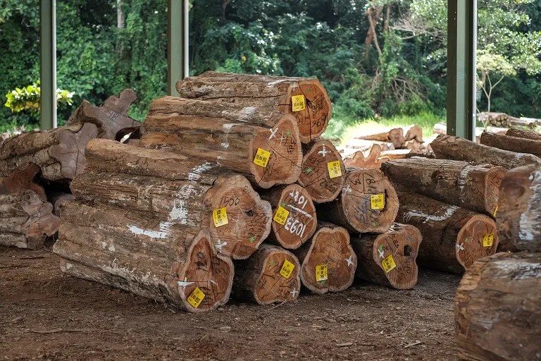 Detail Kayu Jati Banyak Dimanfaatkan Untuk Alat Alat Rumah Tangga Karena Nomer 21