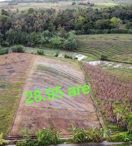 Detail Kebun Kapas Di Indonesia Nomer 40