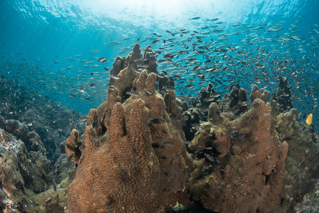 Detail Kehidupan Di Laut Nomer 47